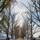 [충남]아산 곡교천 은행나무길 타타스베이글 카페 내돈내산후기