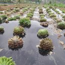 단비농장 이미지