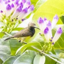 Olive-backed Sunbird 이미지