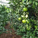 하린농장 이미지