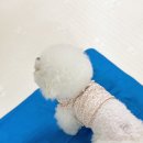 룰루멍