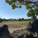 대정프라방 이미지