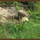 원조갈비탕 이미지