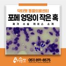 선종펫 네이버블로그