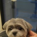 대구애견미용 강아지호텔 모여라솜뭉치 이미지
