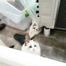 랙돌캐터리파이널돌 이미지