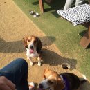 애견은 내친구 이미지