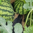 힘찬농장 이미지