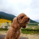 불독하우스 이미지