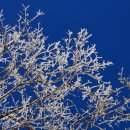 비체올린 이미지