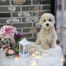 땡큐 펫 살롱 이미지