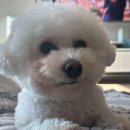 황실 애견미용 살롱 이미지