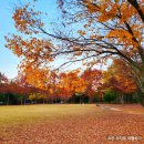 태형기업(주) | 울산 단풍명소 울산대공원 메타세콰이어길 산책로