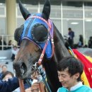 삼관목장 | 코리안더비 - 퀸즈블레이드