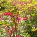 금낭화유치원 이미지