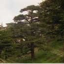 백향목의 나라 레바논 이미지