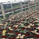 남사농장 이미지