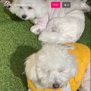 멍떼루와 이미지