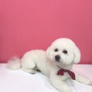 댕댕이 커트방 이미지