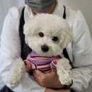 베스띠몽 이미지