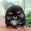 컴투펫 강아지고양이 미용 인천점 | 송도강아지분양 미유펫 애견분양샵 포메라니안