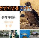 진도 고니류 도래지 이미지