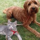 강아지와고양이 이미지