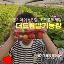더드림 딸기체험농장 남양주 가볼 만한 곳 내돈내산 후기 꿀팁