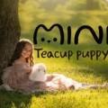 스누피독 miniteacuppuppy 네이버블로그