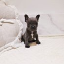 버디독 강아지분양 안심분양센터 서울 영등포점 이미지