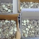 서울농약종묘사 이미지