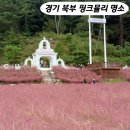 허브애견 | 포천 허브아일랜드 강아지 핑크뮬리 축제 트랙터 핑크모래썰매 위치 (애견동반여행)