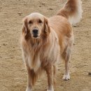 발리애견호텔 이미지