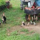 월출산 약초농산 이미지