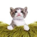 고양이라서 행복해 이미지