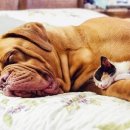 고롱고롱 이미지