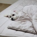 뭉치 | 관절과 피부 건강에 도움을 준다는 오메가3사료, 스페시픽 퍼피 뭉치 급여 후기