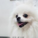 깨비 애견미용 이미지