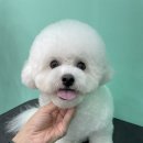 멍블리살롱 이미지