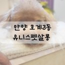 더펫살롱 | 안양 호계동 애견미용 강아지미용 유니스펫살롱 내돈내산 방문 후기