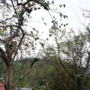 순천향매실마을 이미지