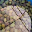 올리브 농장 이미지