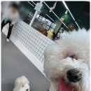 남동35 | 인천 남동구 논현역 실내가볼만한 상주견 50마리 약지애견카페 입장료 주차 내돈내산 솔직후기