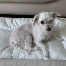 아름다운애견세상 이미지