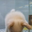 도그마루 강아지 고양이 부산점 이미지