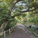 운곡리 | 함양 하루 여행 추천코스: 상림공원, 일두고택, 운곡리 은행나무 탐방