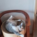 랑이랑 이미지