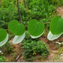 계수나무토끼한마리 이미지