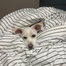 샤샤살롱 지제동삭점 이미지