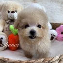 크림푸들 가족이야기 이미지